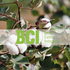 What is BCI and why are we so into it? | Timeless London